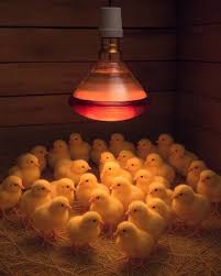 WINDSOR CHICKEN BULB